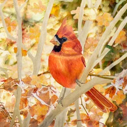赤いカージナルと秋の紅葉