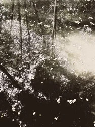 幻想的な森の陽光