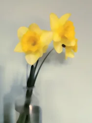柔らかな黄色の水仙