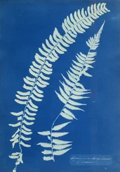 Asplenium Braziliense、南アメリカ、1850年頃