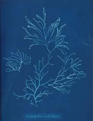Cladostephus verticillatus、カリフォルニア州。 1853年