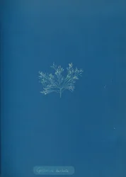 Cystoseira barbata、カリフォルニア州。 1853年。