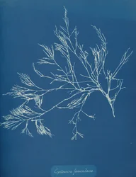 Cystoseira fæniculacea、ca。 1853年。