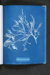 Cystoseira foeniculacea、「英国の藻類の写真：青写真の印象」から、1843-53年に出版