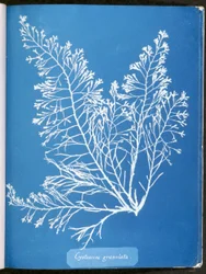 Cystoseira granulata、「イギリスの藻類の写真：シアノタイプの印象」、1843-53から公開