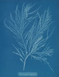 Desmarestia liqulata、カリフォルニア州。 1853年。