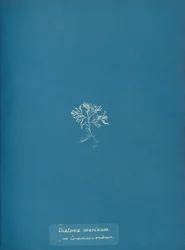 Ceranium rubrum 上の海産珪藻 1853年