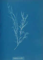 Dichloria viridis、カリフォルニア州。 1853年。