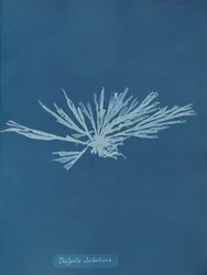Dictyota dichotoma、ca。 1853年。