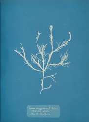 eruginosus ターナーに焦点を当てます。 と。 海のリスボン 英国に新しい。 1853年。