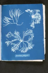 Furcelleria fastigiata（「イギリスの藻類の写真」より。1843年～53年に出版された「Photographs of British Algae: Cyanotype Impressions」より（サイアノタイプ