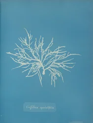 Griffithsia equisetifolia、カリフォルニア州。 1853年。