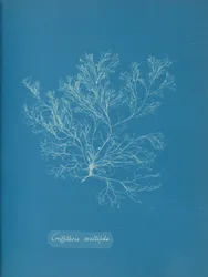 Griffithsia multifida、カリフォルニア州。 1853年。
