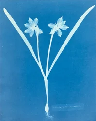 Leucojam Varium by Anna Atkins