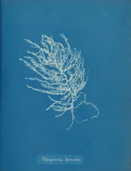 Polysiphonia byssoides、ca。 1853年。