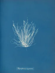 Polysiphonia nigrescens、カリフォルニア州。 1853年