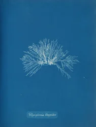 Polysiphonia thuyoides、ca。 1853年。