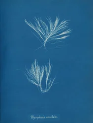 Polysiphonia urceolata、カリフォルニア州。 1853年。