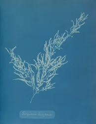 Sargassum bacciferum、カリフォルニア州。 1853年。