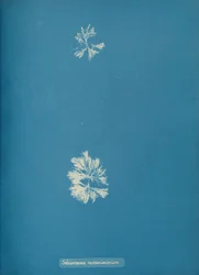 Schizonema ramosissimus、カリフォルニア州。 1853年