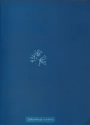 Sphacelaria cirrhosa、カリフォルニア州。 1853年。