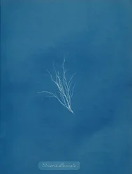 Striaria attenuata、カリフォルニア州。 1853年。