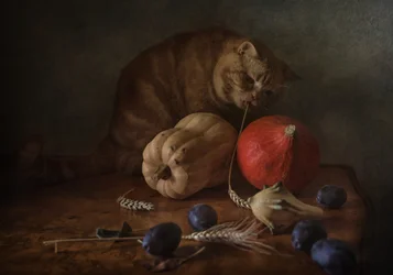 好奇心旺盛な猫の収穫