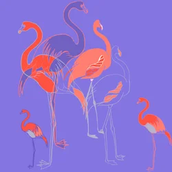 フラミンゴ