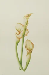 Arum Lily、2001（紙にトイレ）