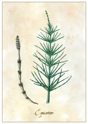 エクイセタム、2015年（グワッシュ）