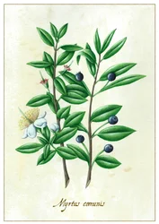 マルタスの群生、2015年（グワッシュ）