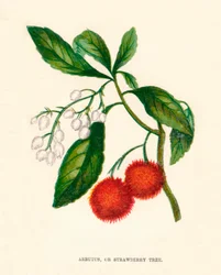アービュートス、またはイチゴの木、c1891、1891