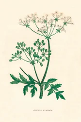 コモンヘムロック、c1891、1891