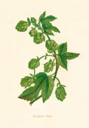 Common Hop、c1891、1891