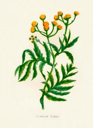 Common Tansy、c1891、1891
