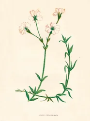 フィールドハコベ、1891年、1891年