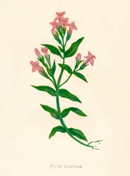 フィールドジェンティアン、c1891、1891