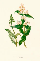 プリベット、c1891、1891