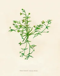 Procumbent Pearl-Wort、c1891、1891