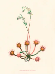 ラウンドリーブドサンデュー、c1891、1891