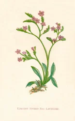 直立スパイクシーラベンダー、c1891、1891