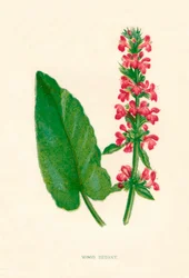 ウッドベトニー、c1891、1891