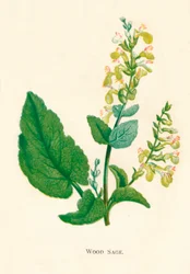 ウッドセージ、c1891、1891