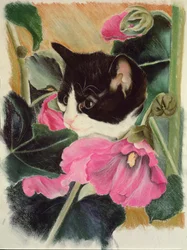 子猫と葵