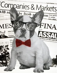 ウォールストリート・ドッグ、2015年