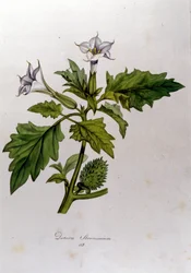 ボタニカルボード。Datura Stramonium (Datura stramoine or stramoine officinale).ドイツの博物学者Franz von Paula Schrank (1747-1835)の "Flora Monacensis "に掲載されている版画で、1816年にモナコで撮影されたものです。