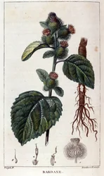 植物板：ゴボウ（arctium）。19世紀のカラーエングレービング。