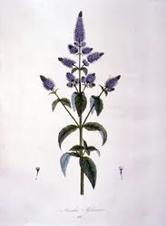 植物板：ワイルドミント（mentha sylvestris）。19世紀のエングレービング。