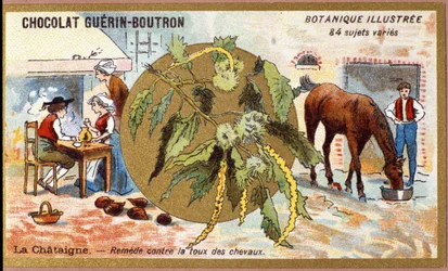 La Chestaigne: remedy the cough of horses（馬の咳を治す）。エングレーヴィング（クロモ）。ゲラン・ブトロン社製チョコレートの広告用クロモリ版、19世紀後半。Illustree ボタニカルシリーズ。