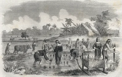 1864年、フィリピンのマニラ（マニラ）での稲作風景。(マニラでの田植え) 無名の彫刻。個人蔵。